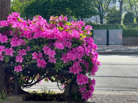 花樹種類|庭木(植木)の代表種まとめ！どんな種類があるの？